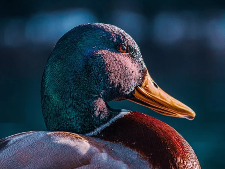 Fishduck Explained: Search Intent, Context, and Alternatives